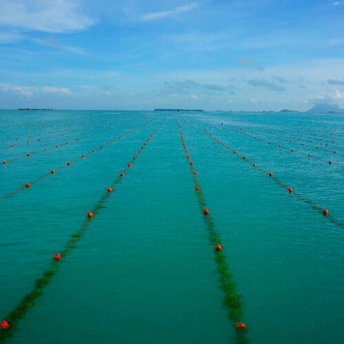 Macroalgal Cultivation