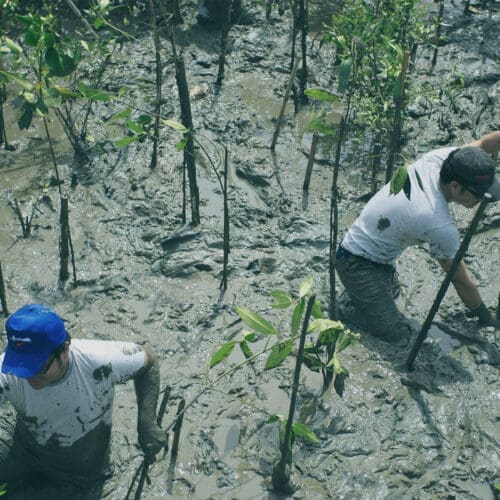 marine ecosystem restoration