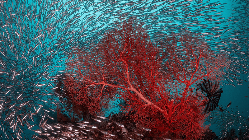 Ocean Visions at COP27