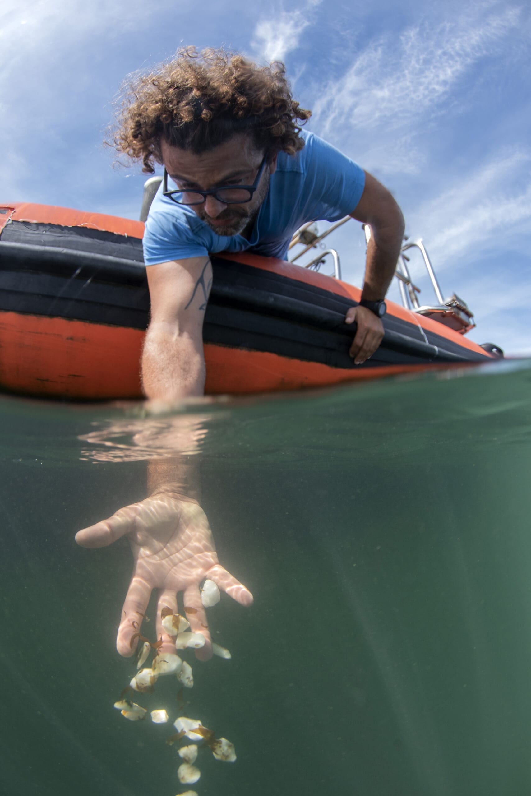 Kelp forest replanting